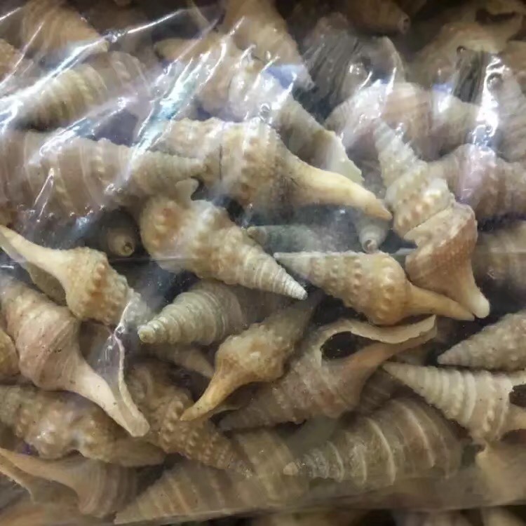 小尖螺天然贝壳海螺壳海星装饰鱼缸造景婚庆卷贝鱼寄巨蟹