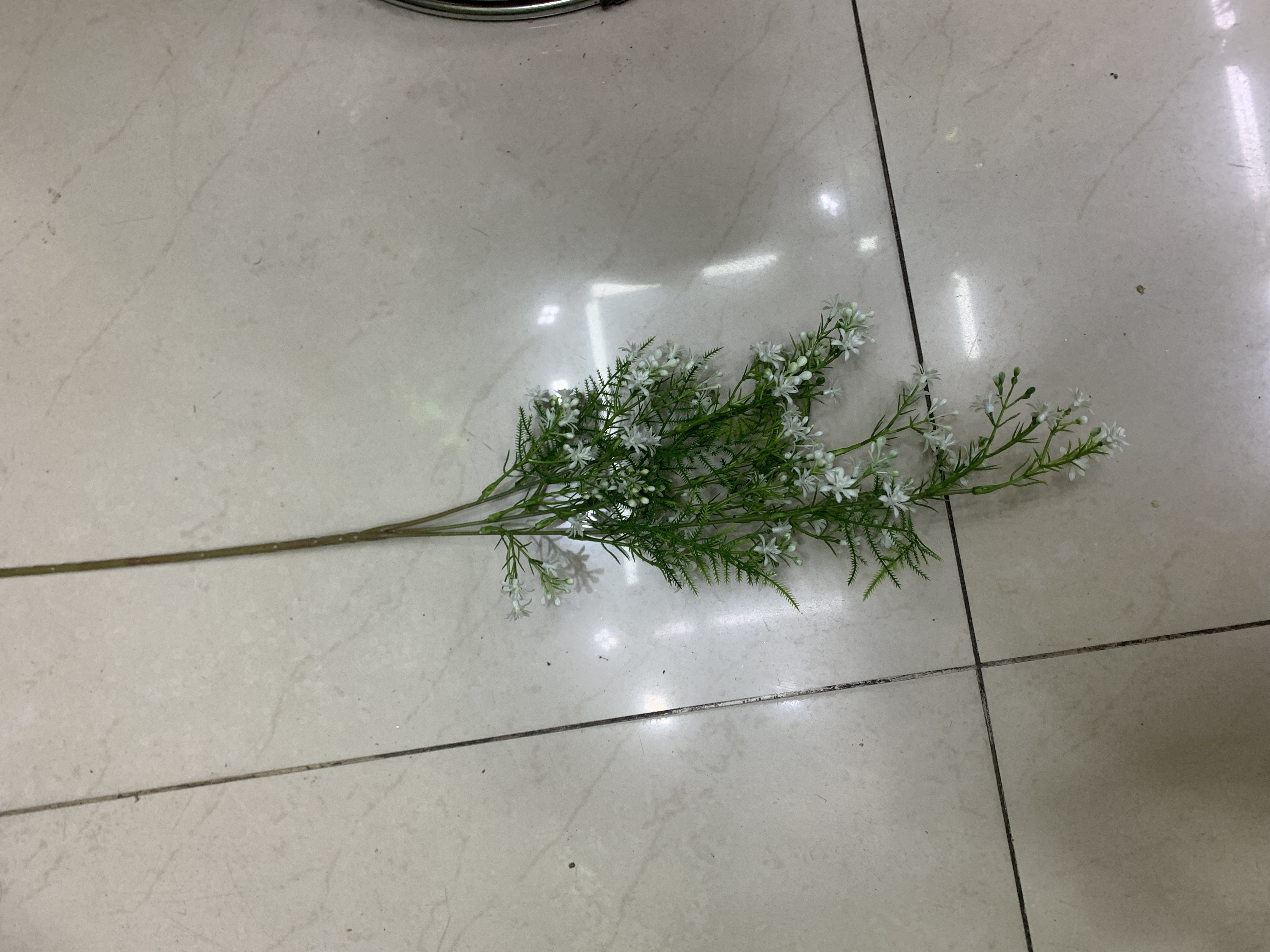 单支九里香细节图