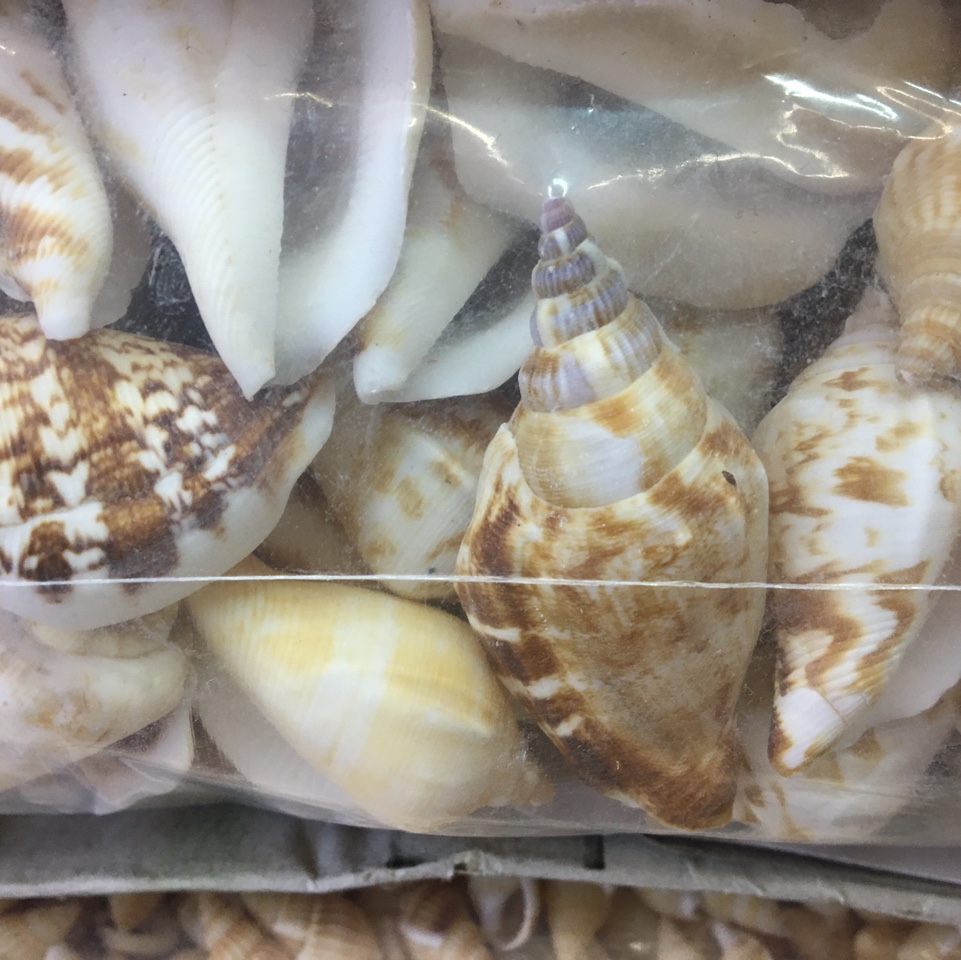 白口螺天然贝壳海螺壳海星装饰鱼缸造景婚庆卷贝鱼寄巨蟹