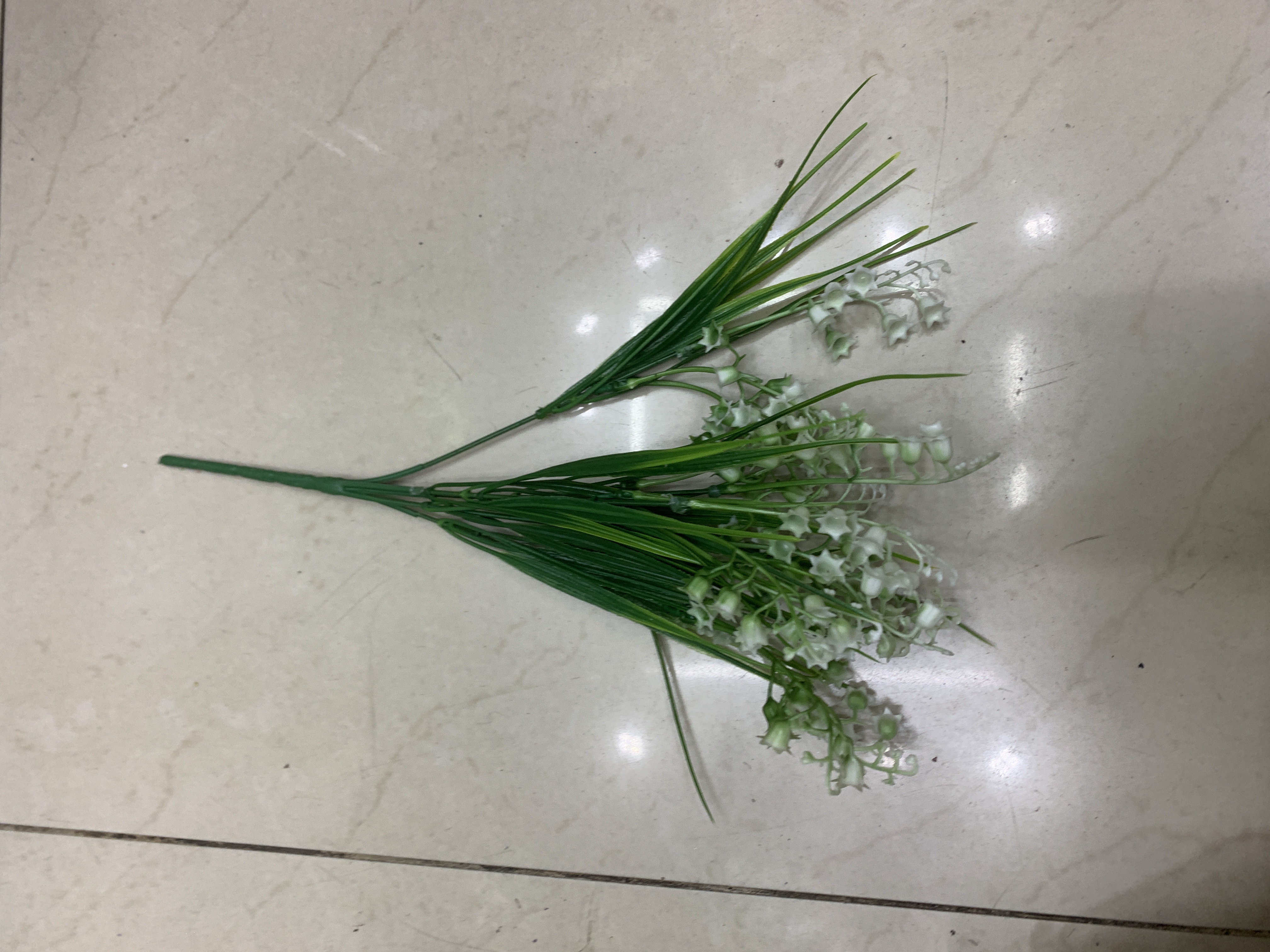 单支九里香白底实物图