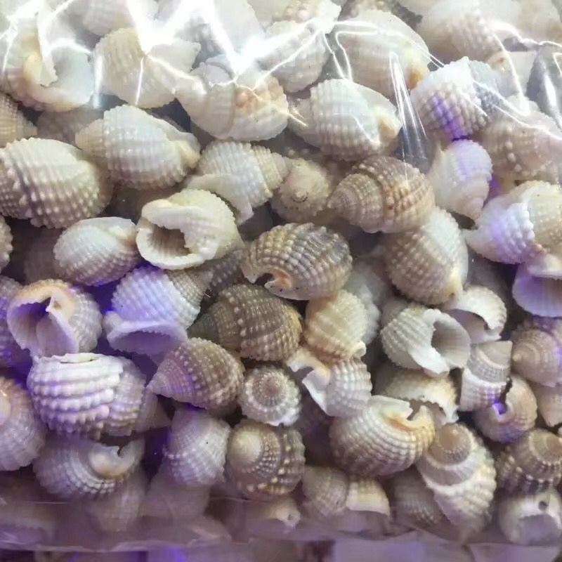 莲子螺天然贝壳海螺壳海星装饰鱼缸造景婚庆卷贝鱼寄巨蟹