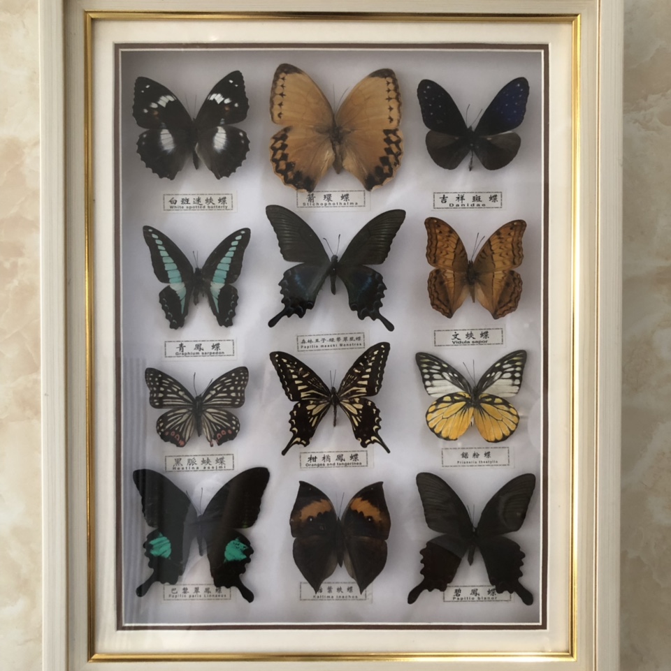 米白36x46蝴蝶相框