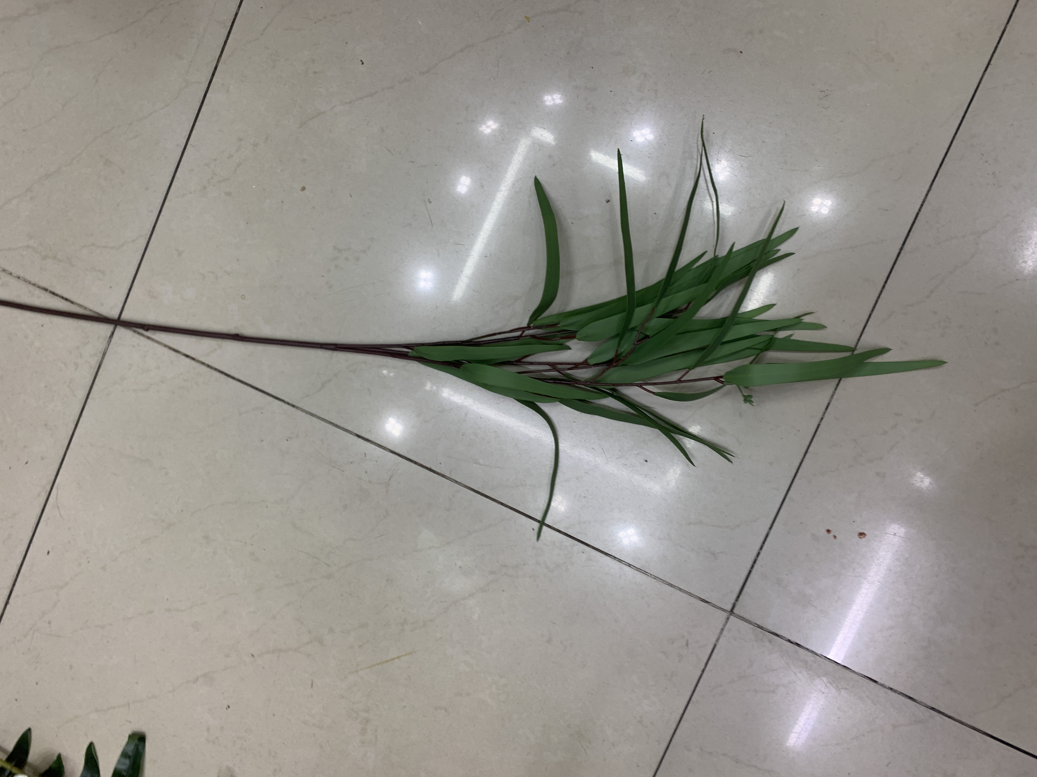 单支九里香产品图