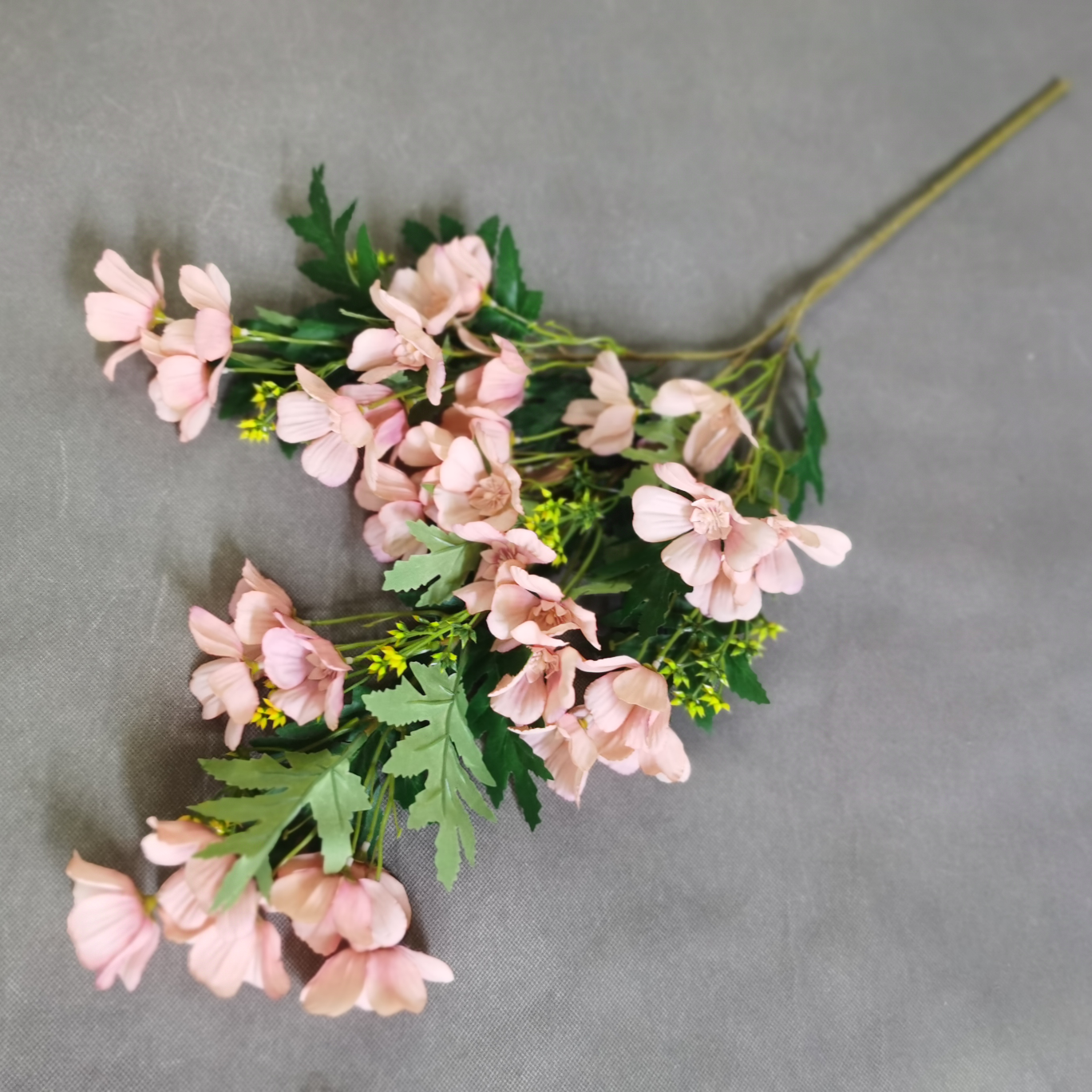 波斯菊带米兰  适合婚庆，装饰，家居摆放 室内外工程装修