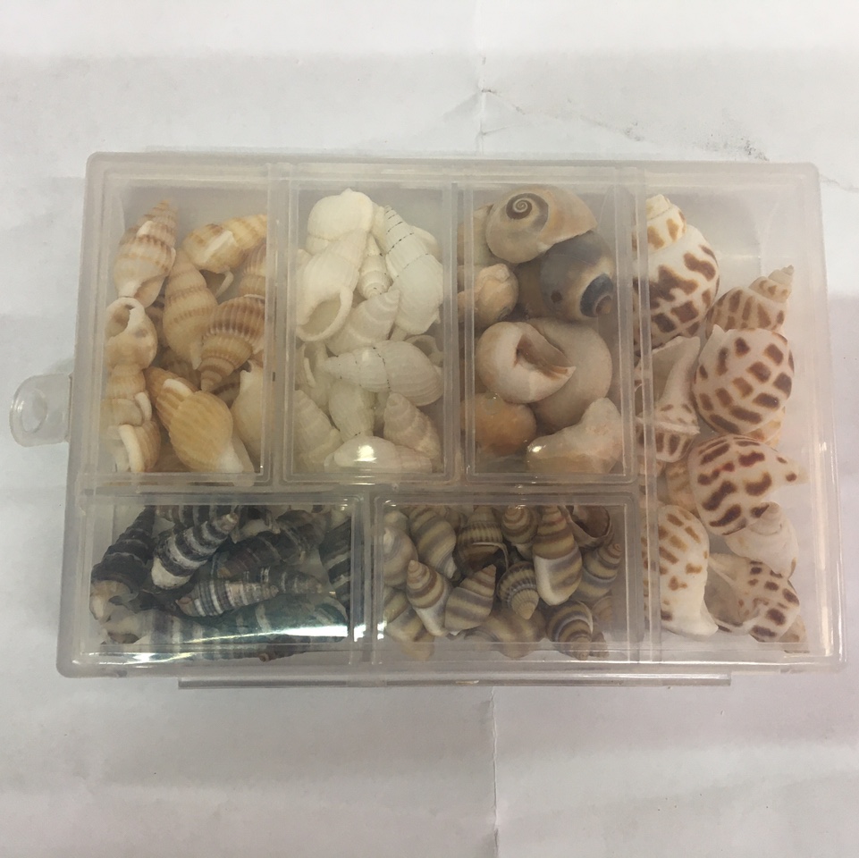 小盒装贝壳
天然贝壳海螺壳海星装饰鱼缸造景婚庆卷贝鱼寄巨蟹
