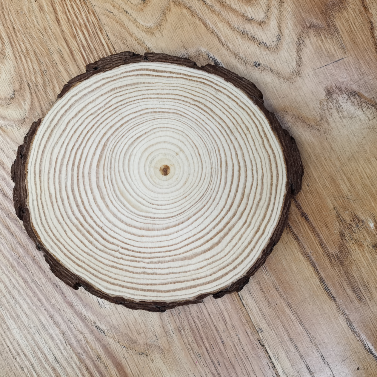Log, pine round piece, diameter: (8-10) cm, thickness: 1 cm full figure