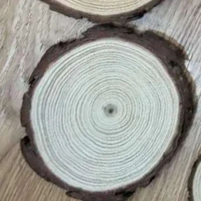 Log, pine round piece, diameter: (12-14) cm, thickness: 1 cm. Logs, study decor, Tianhao incense thumbnail