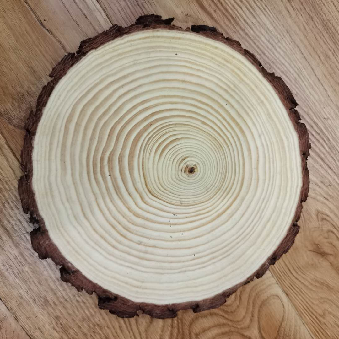 Logs, pine wood discs, diameter: 14-16cm, thickness: 1.5 cm.