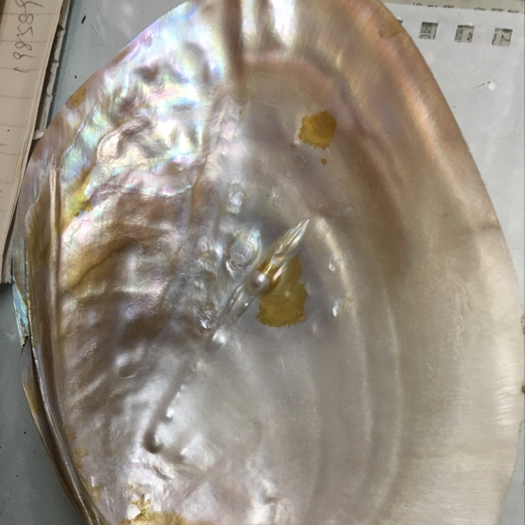 珍珠贝壳
天然贝壳海螺壳海星装饰鱼缸造景婚庆卷贝鱼寄巨蟹
