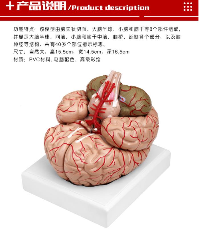 青华 QH3307-10 大脑及动脉模型进口PVC材料生物教学 医学演示详情图5