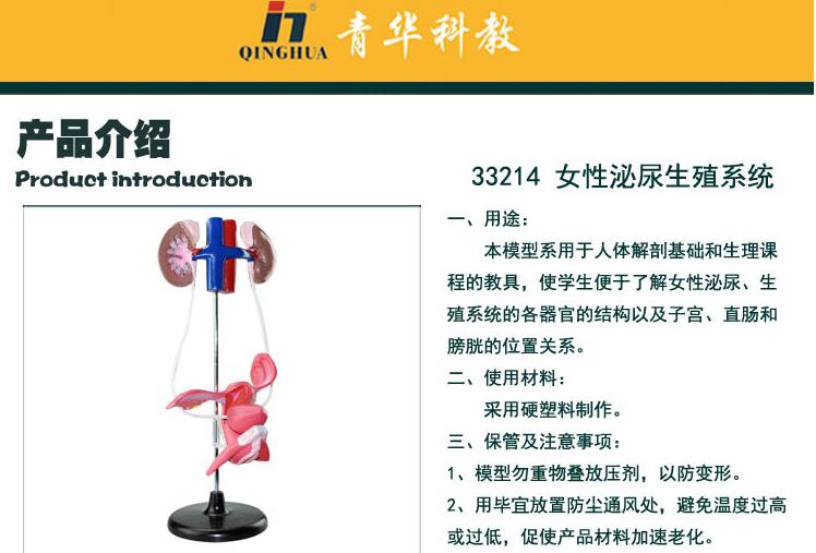 女性泌尿模型/女性泌尿生殖系统/女性泌尿生殖系统模型白底实物图