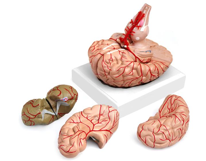 青华 QH3307-10 大脑及动脉模型进口PVC材料生物教学 医学演示详情图4