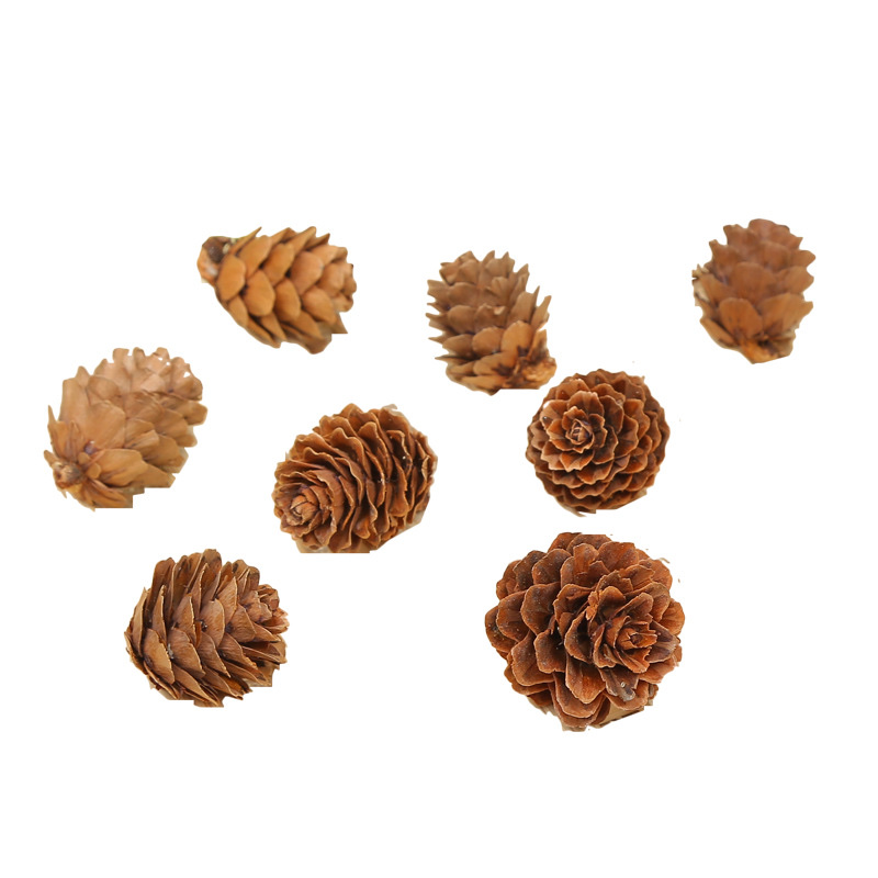 Santa Li Christmas Decorations 1-2Cm Larch Decorative Accessories Mini Pine Flower Dried Flowers Diy Pine Cone Wholesale undefined