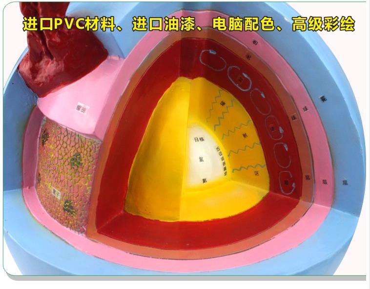 太阳模型/太阳内部构造/太阳内部构造结构白底实物图