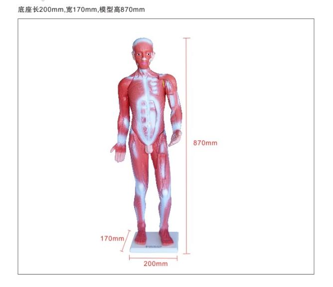 青华33219 85cm人体肌肉模型 全身肌肉形态构造教学演示用品 生物医疗解剖模型白底实物图