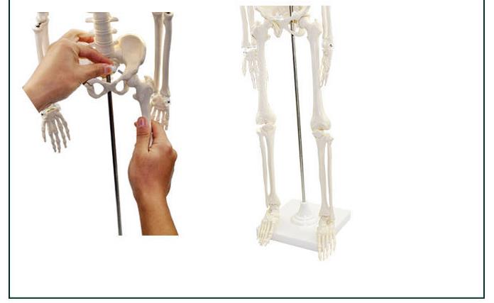 青华33204仿真人体骨骼模型85C 42CM可拆卸医学生物教学骷髅骨详情19