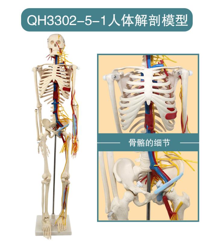 青华33204仿真人体骨骼模型85C 42CM可拆卸医学生物教学骷髅骨详情14