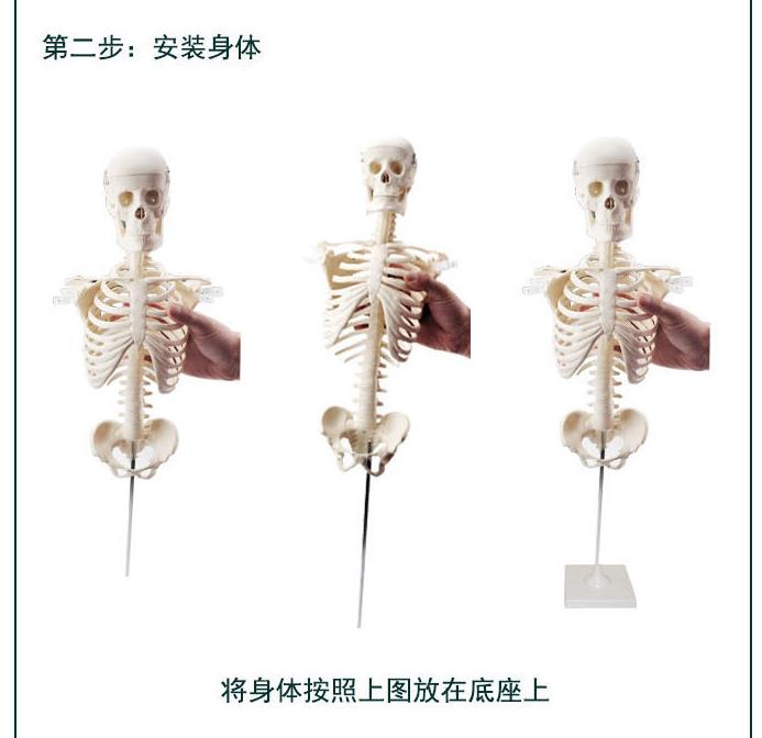 青华33204仿真人体骨骼模型85C 42CM可拆卸医学生物教学骷髅骨详情17