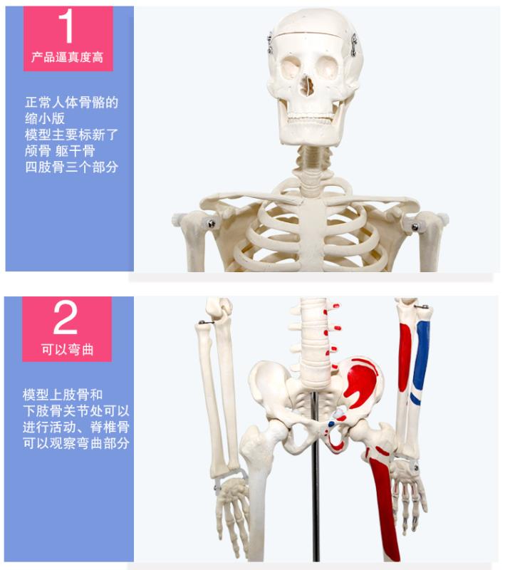 青华33204仿真人体骨骼模型85C 42CM可拆卸医学生物教学骷髅骨详情6