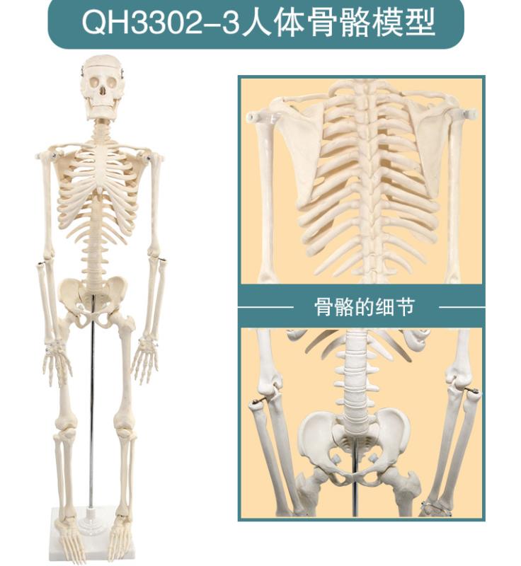 青华33204仿真人体骨骼模型85C 42CM可拆卸医学生物教学骷髅骨详情12