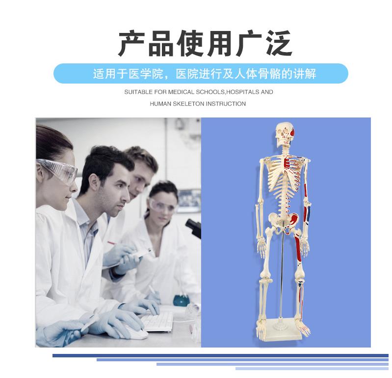 青华33204仿真人体骨骼模型85C 42CM可拆卸医学生物教学骷髅骨详情5