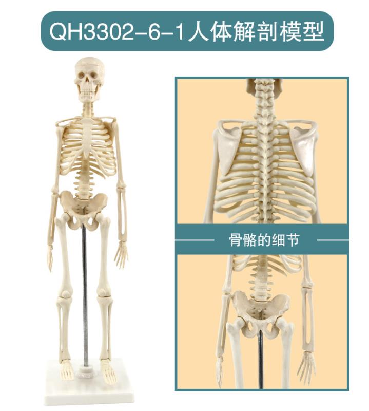 青华33204仿真人体骨骼模型85C 42CM可拆卸医学生物教学骷髅骨详情10