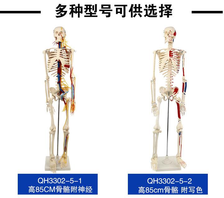 青华33204仿真人体骨骼模型85C 42CM可拆卸医学生物教学骷髅骨详情2