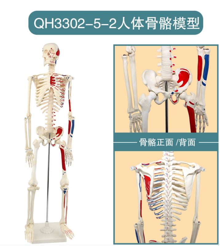 青华33204仿真人体骨骼模型85C 42CM可拆卸医学生物教学骷髅骨详情8