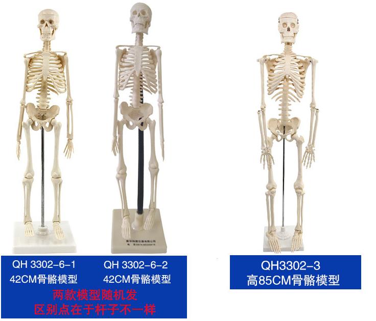 青华33204仿真人体骨骼模型85C 42CM可拆卸医学生物教学骷髅骨详情3