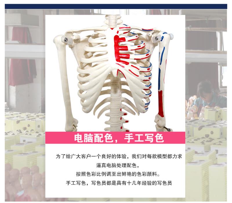 青华33204仿真人体骨骼模型85C 42CM可拆卸医学生物教学骷髅骨详情4