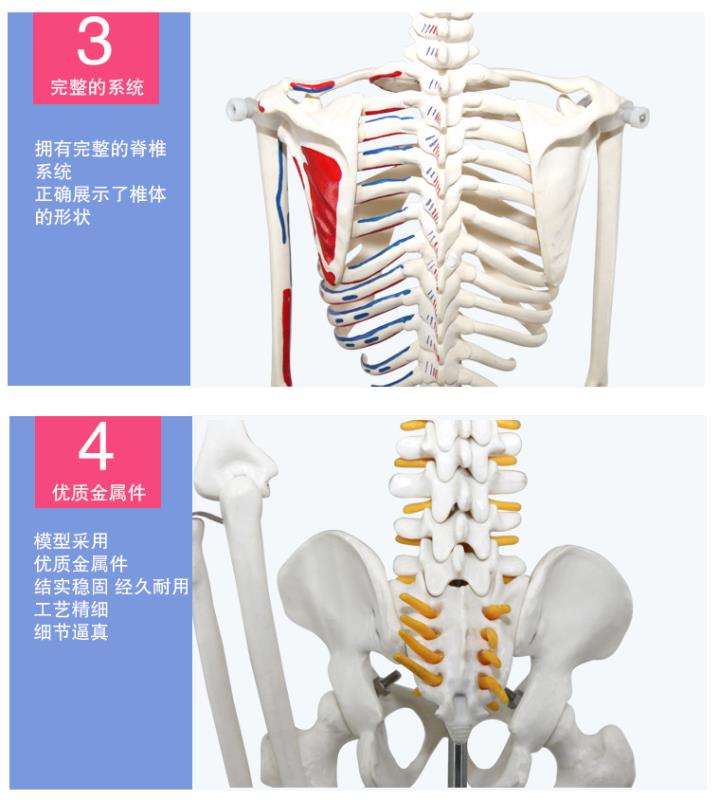 青华33204仿真人体骨骼模型85C 42CM可拆卸医学生物教学骷髅骨详情7