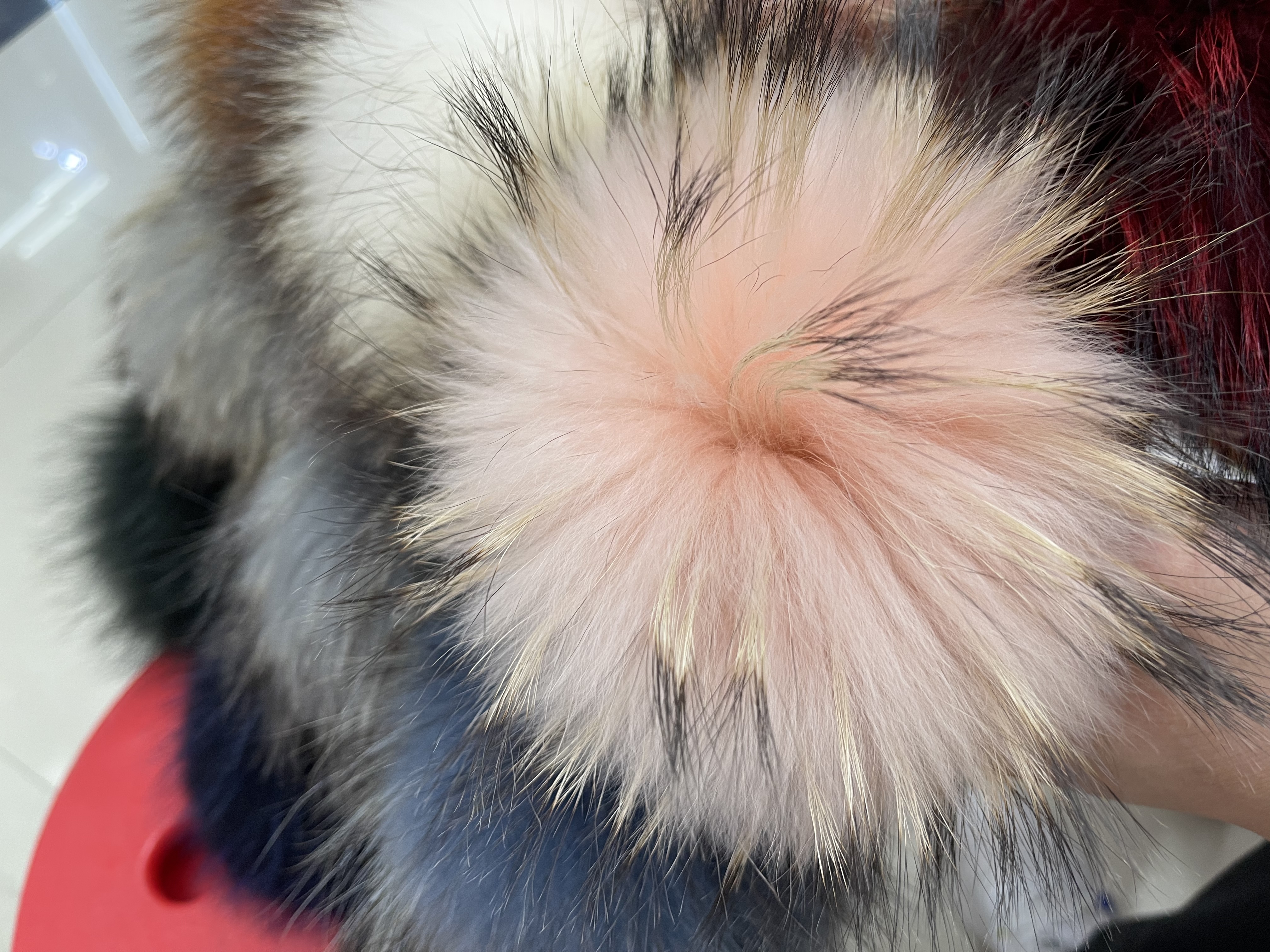 Hairball