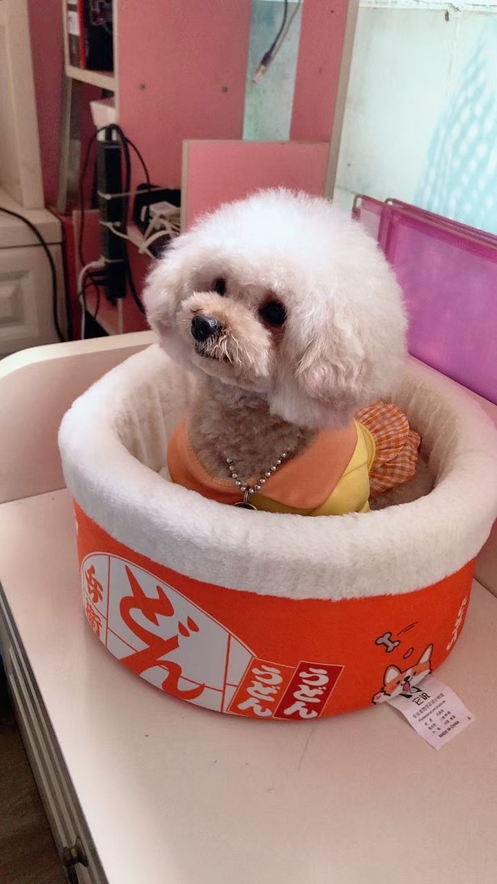 Pet supplies! Love pets instant noodle nest, hot sale!
