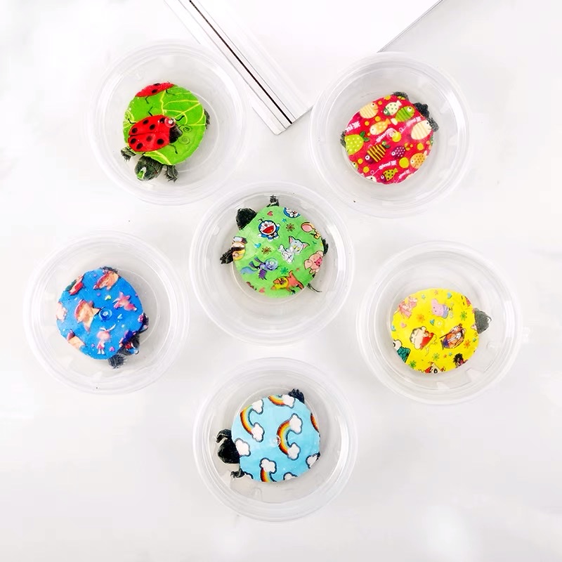 Web Red Multi-Color Baby Turtle Live Colorful Baby Turtle Turtle Seedlings Painted Baby Turtle Live Colorful Baby Turtle Item Picture