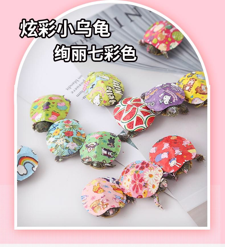 Web Red Multi-Color Baby Turtle Live Colorful Baby Turtle Turtle Seedlings Painted Baby Turtle Live Colorful Baby Turtle details Picture
