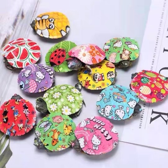 Web Red Multi-Color Baby Turtle Live Colorful Baby Turtle Turtle Seedlings Painted Baby Turtle Live Colorful Baby Turtle Application Scenario