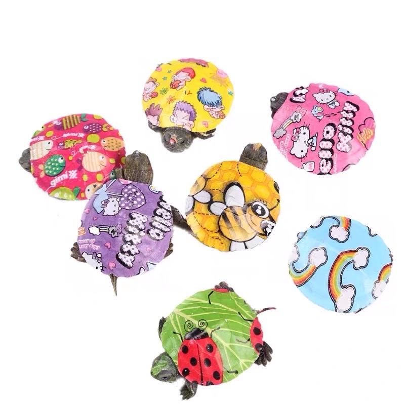 Web Red Multi-Color Baby Turtle Live Colorful Baby Turtle Turtle Seedlings Painted Baby Turtle Live Colorful Baby Turtle