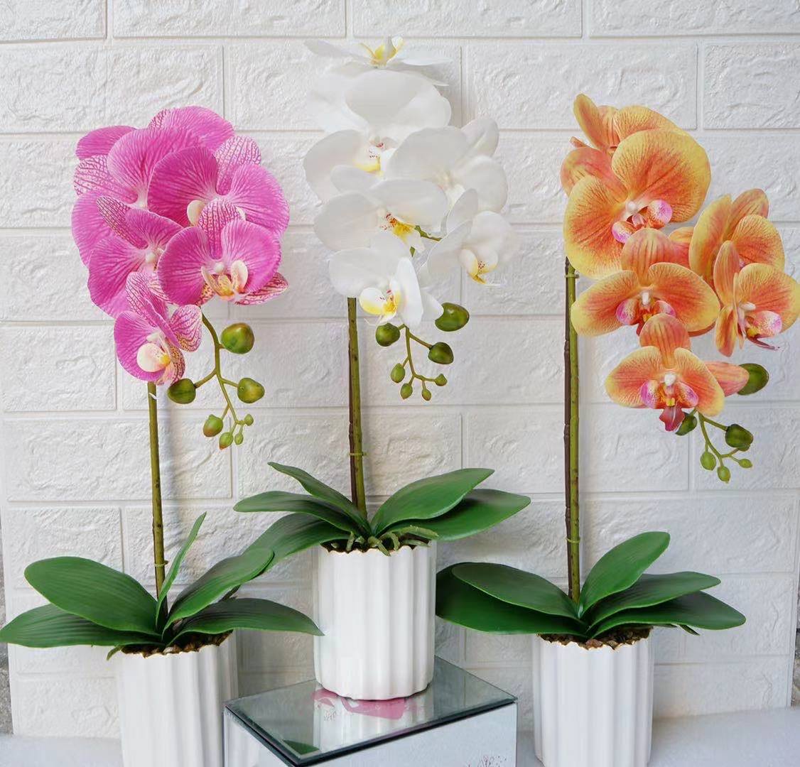 Feel Film Phalaenopsis Plant