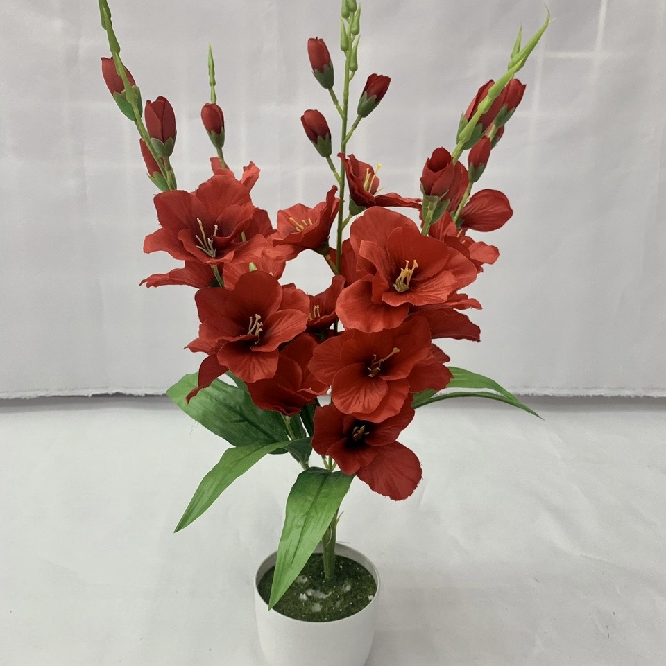 Gladiolus five-headed thumbnail