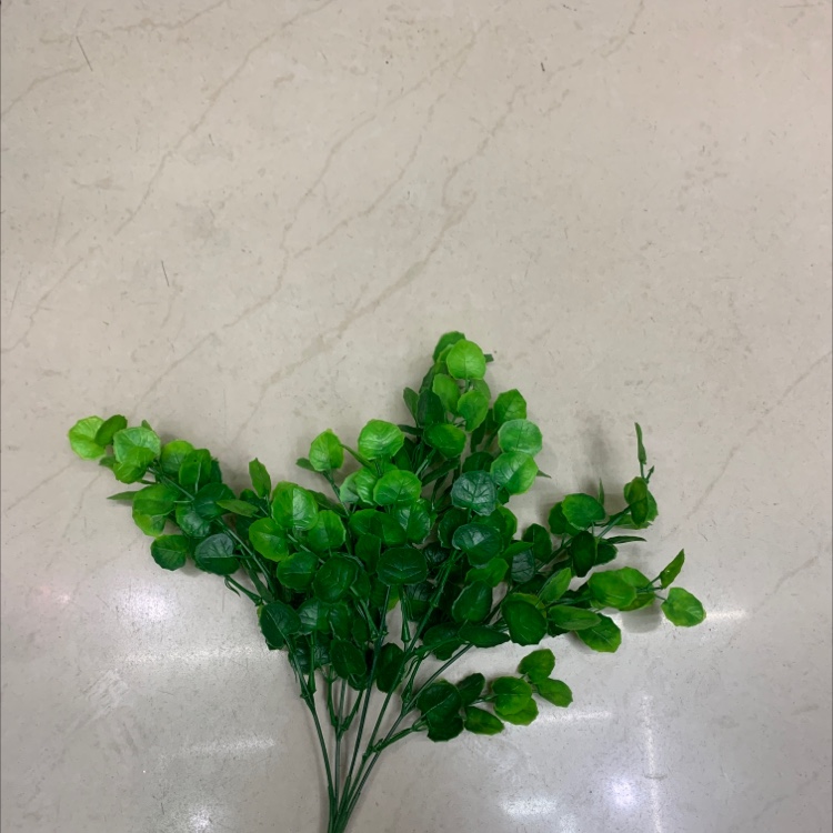 5 Forks Of Bayberry Leaves