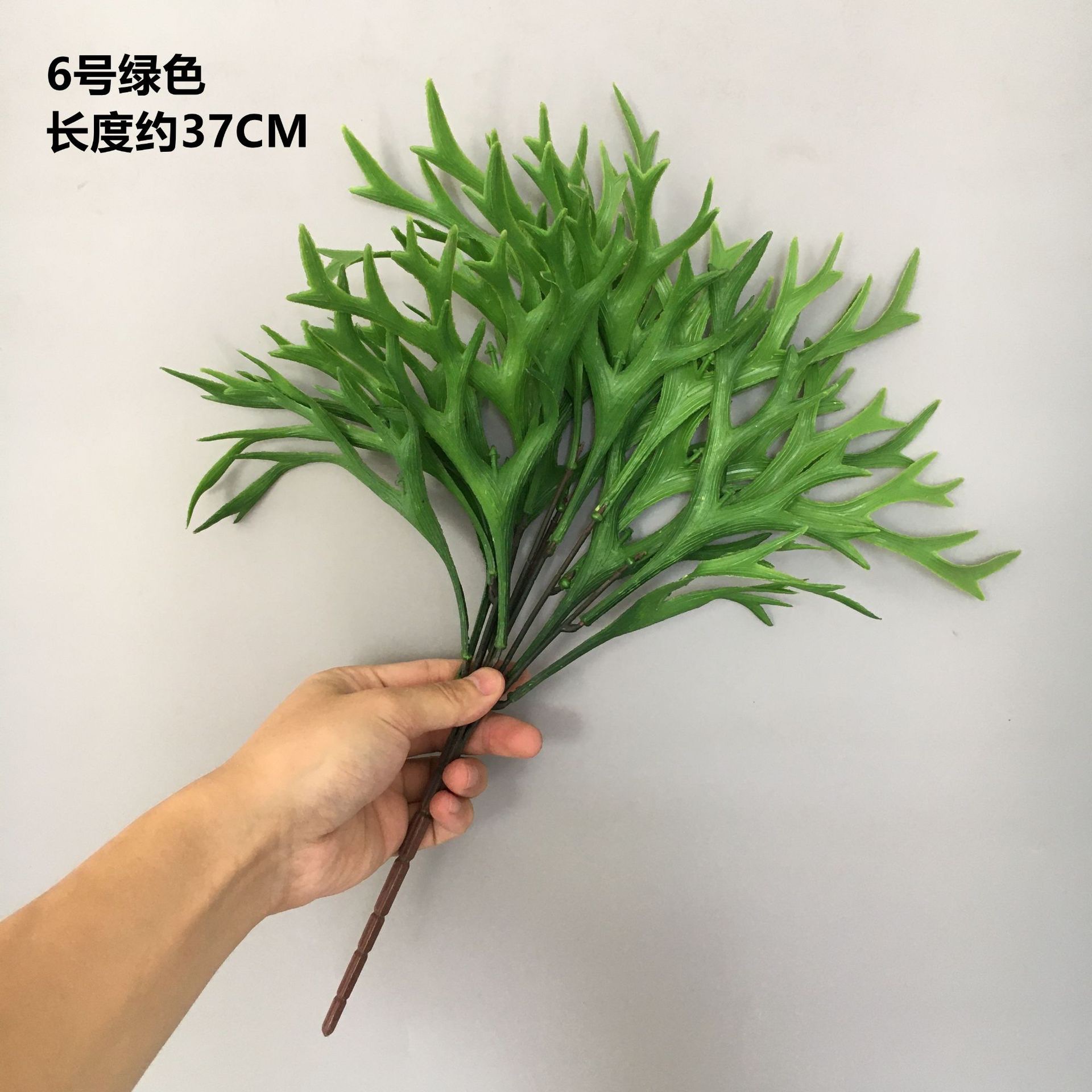 鹿角草