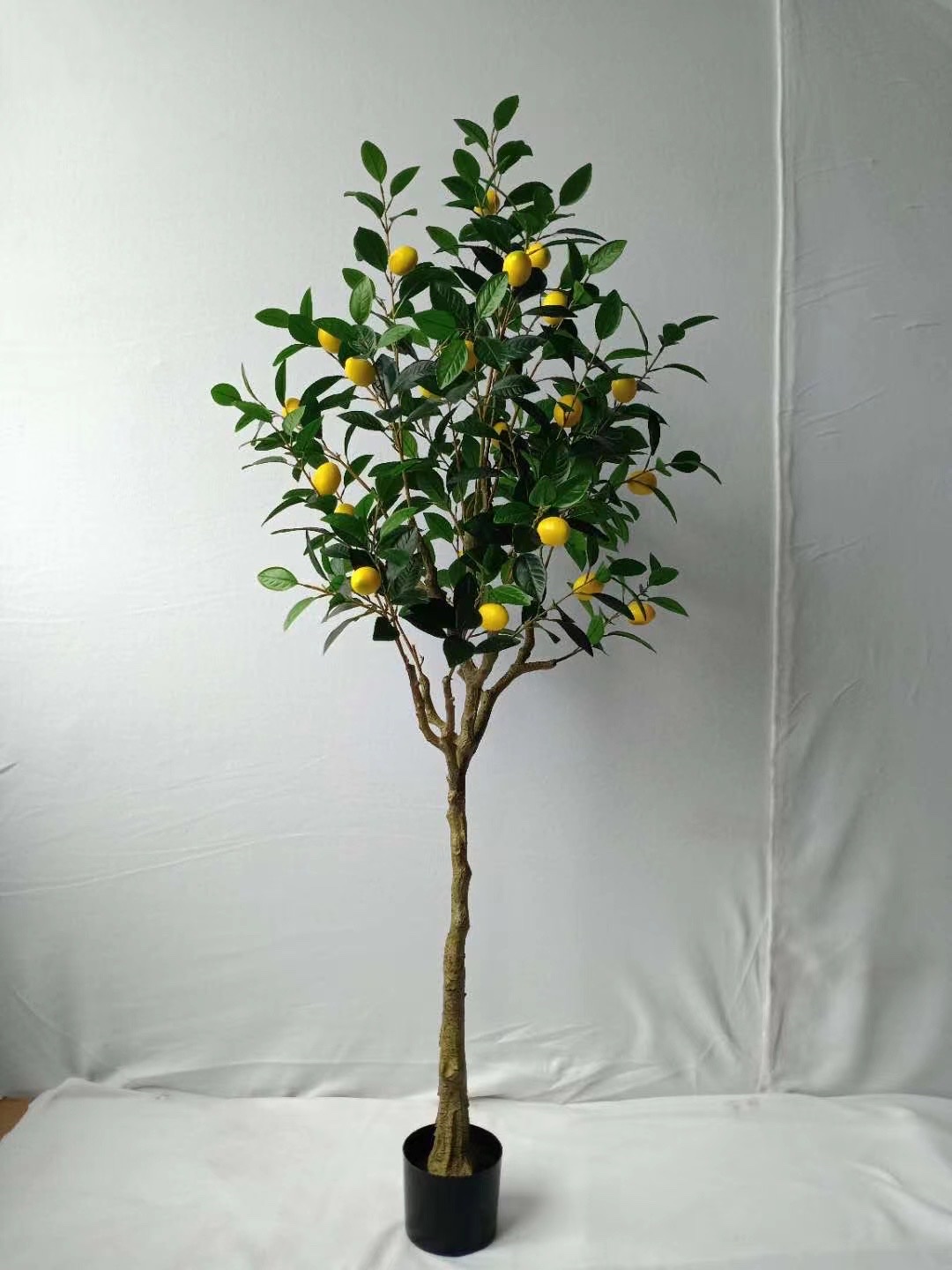 Lemon tree