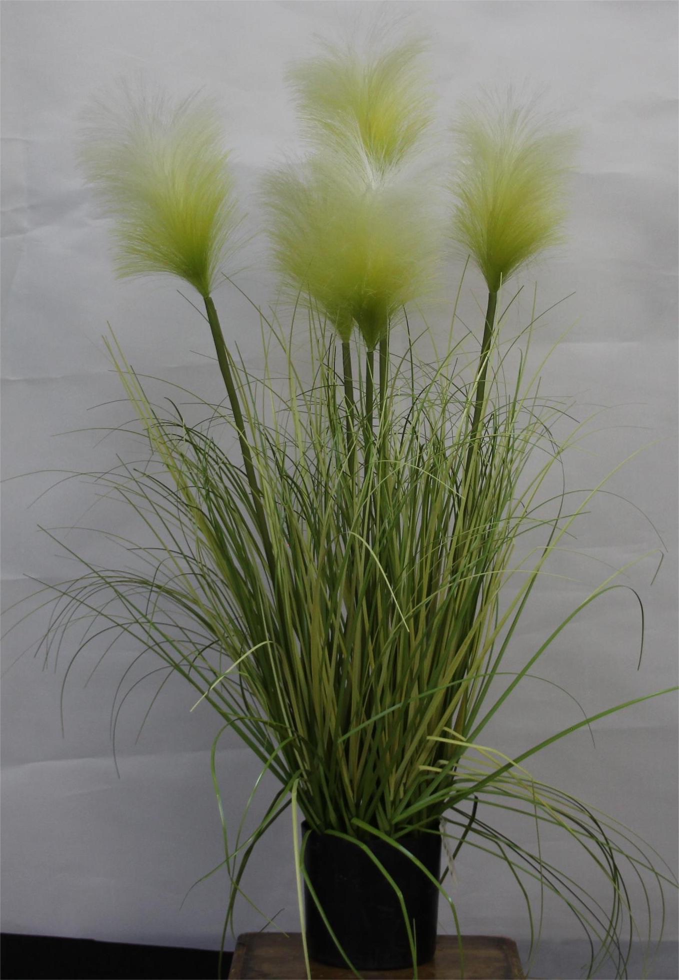 五头小芦苇盆景