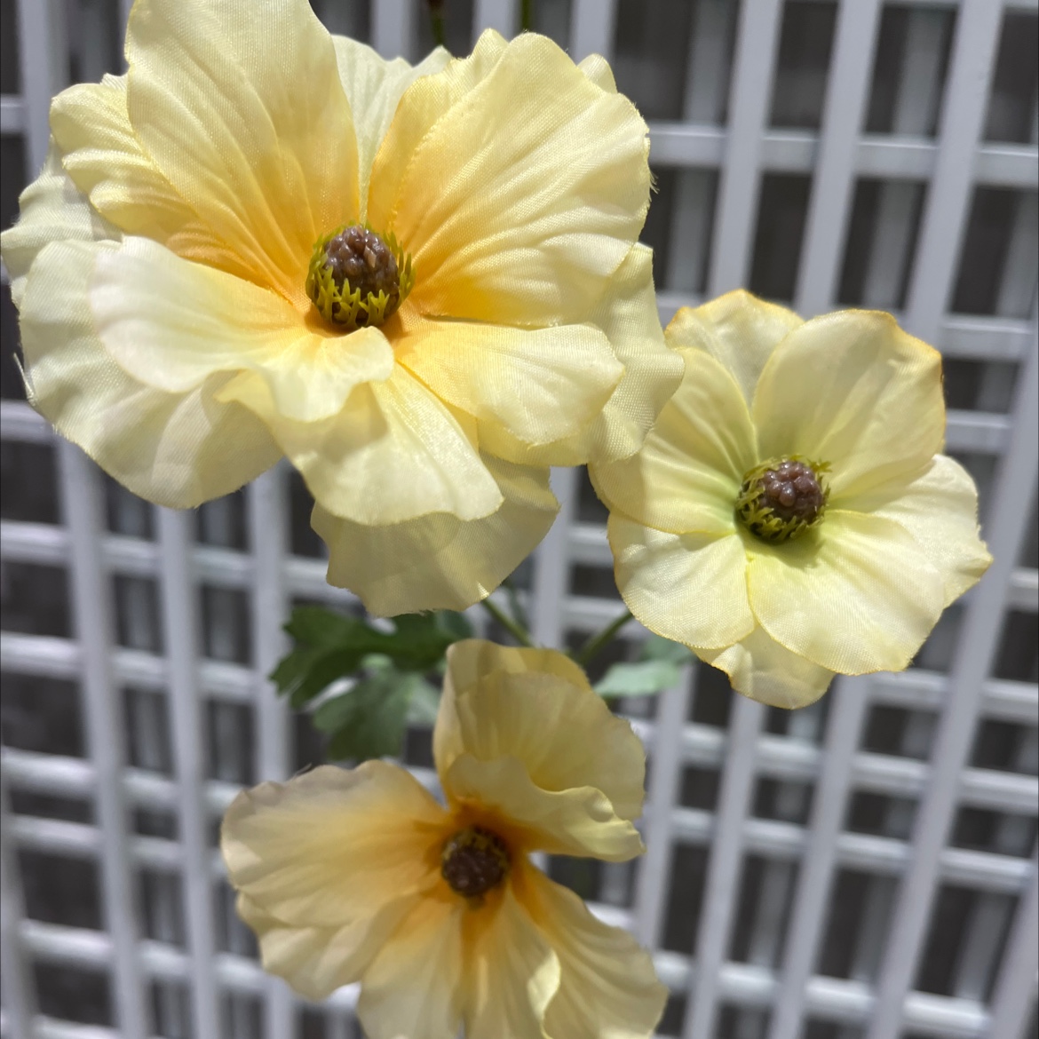 鲜切花实物图