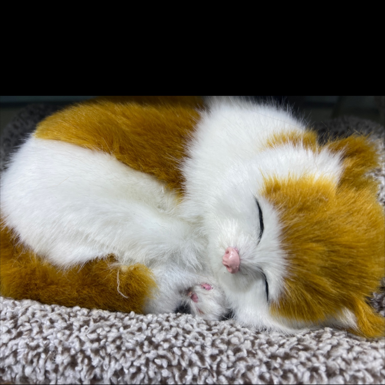 竹炭猫狗/动物标本/仿真宠物细节图