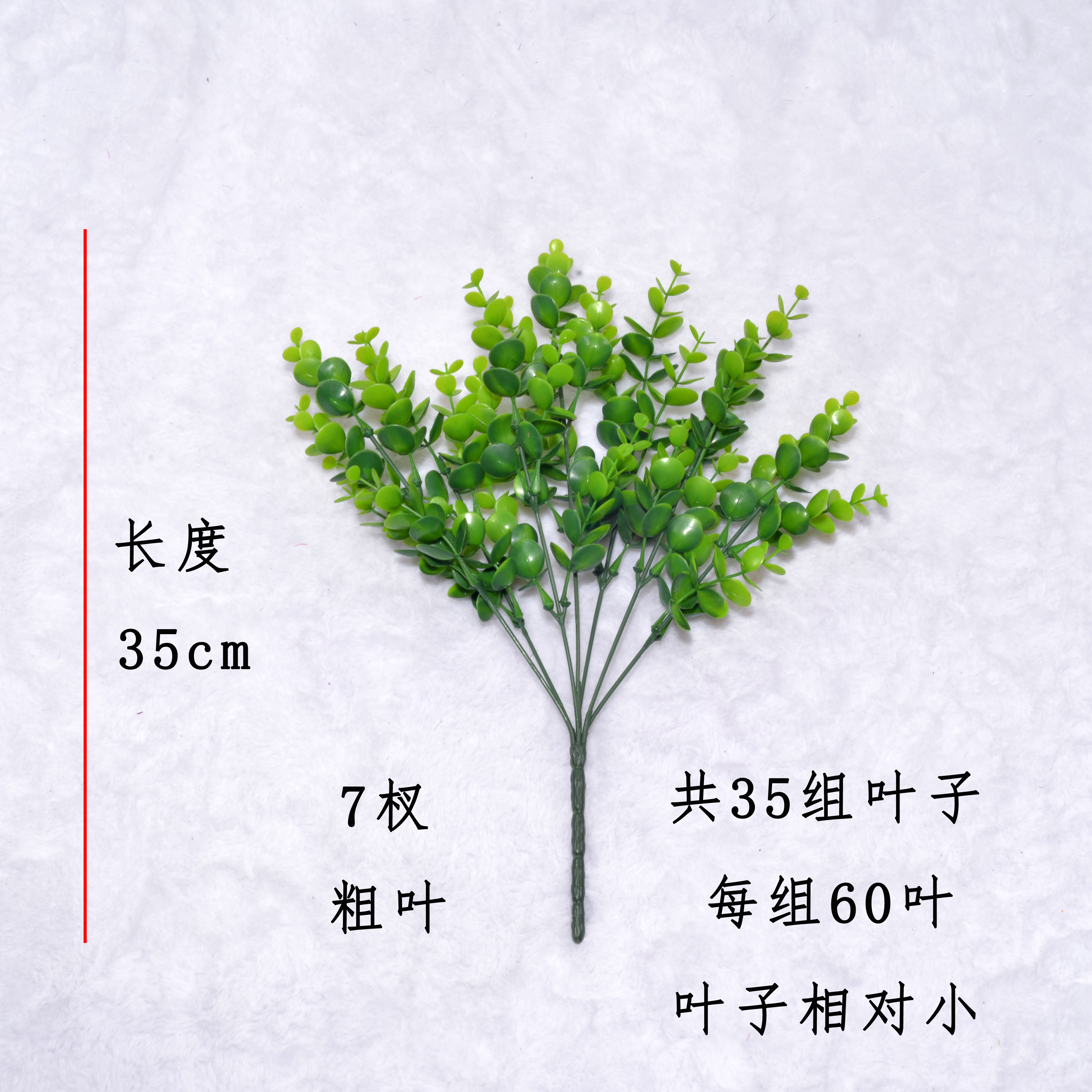 小青草/有加利/金钱叶产品图