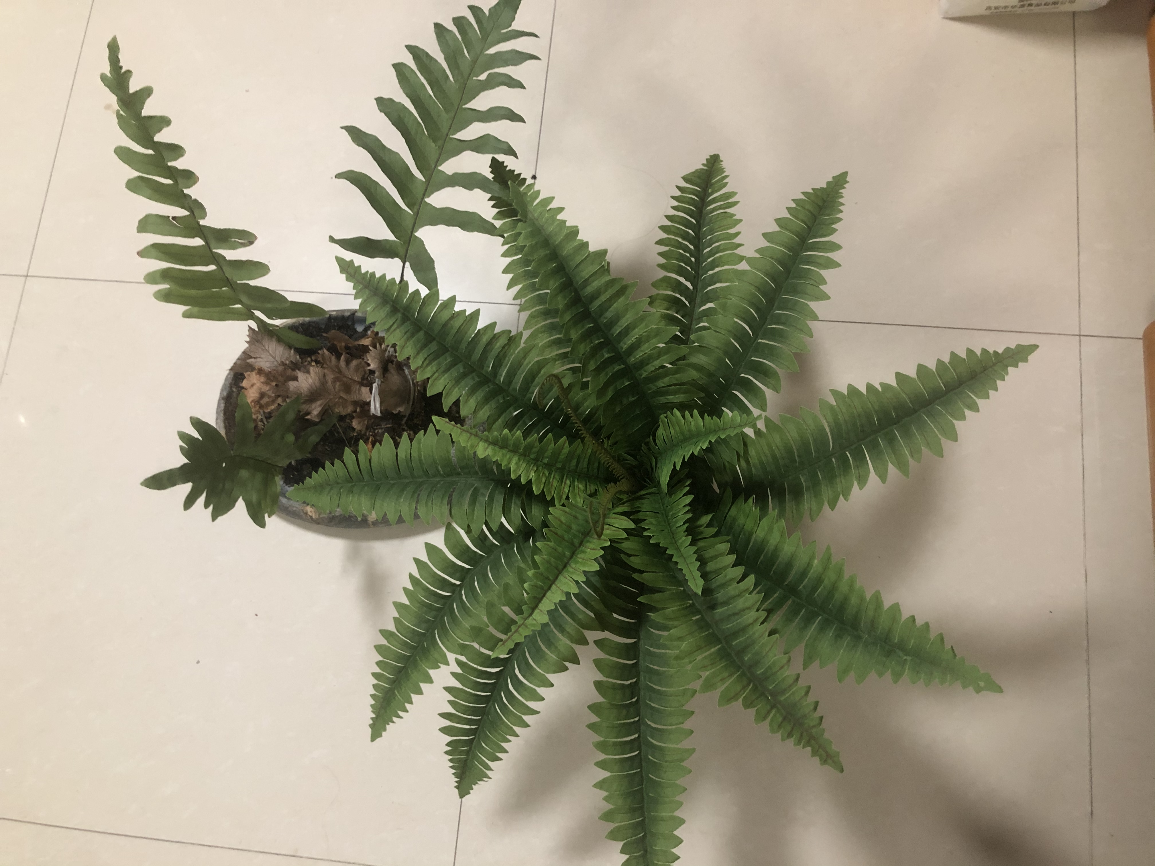 全网最低/仿真蕨叶新品/超值享受/绿意盎然/你不购买绝对会后悔/限时抢购/赠品惊喜产品图