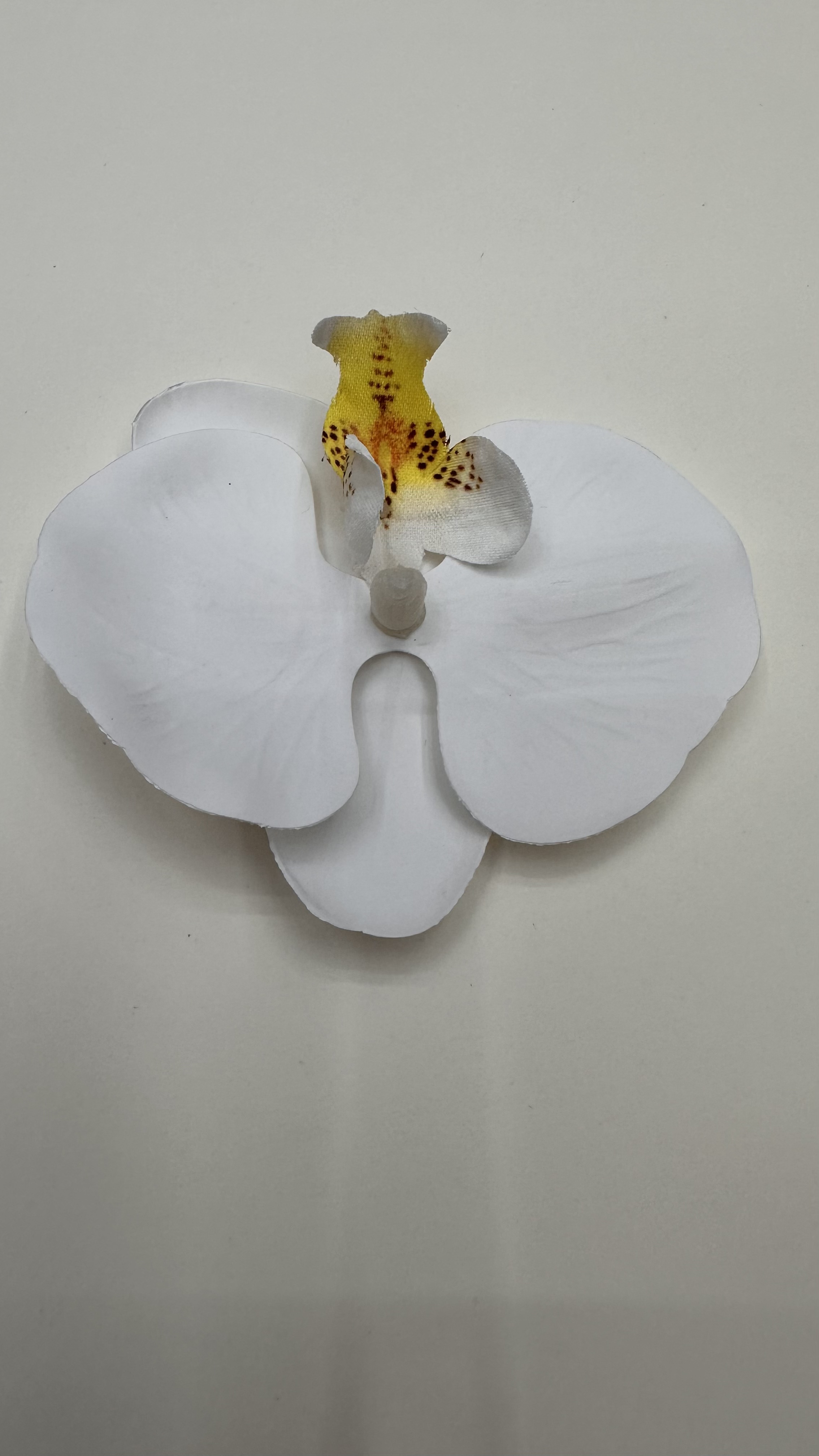 3 D蝴蝶兰花头                                                    