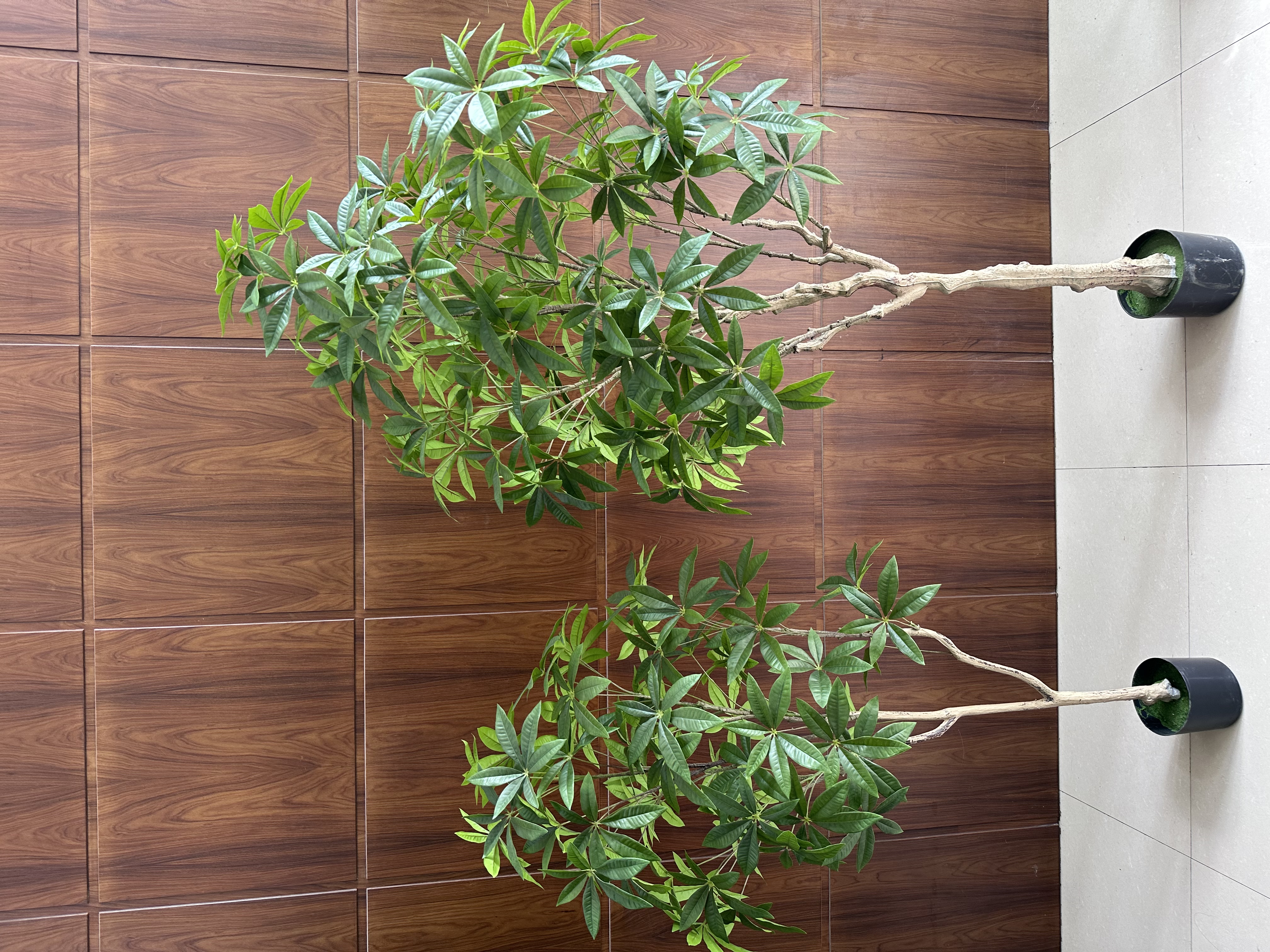 仿真植物仿真树仿真花假树发财树