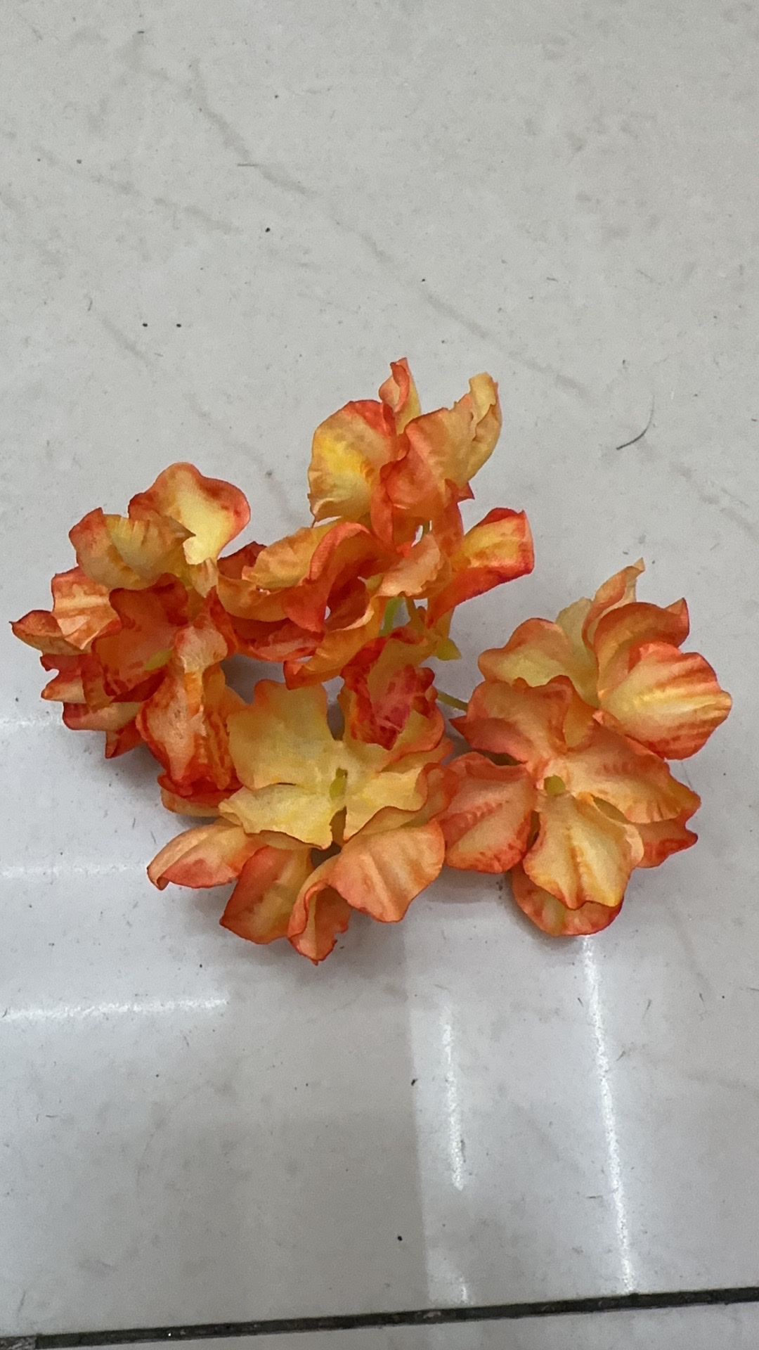 烧边绣球                                                        